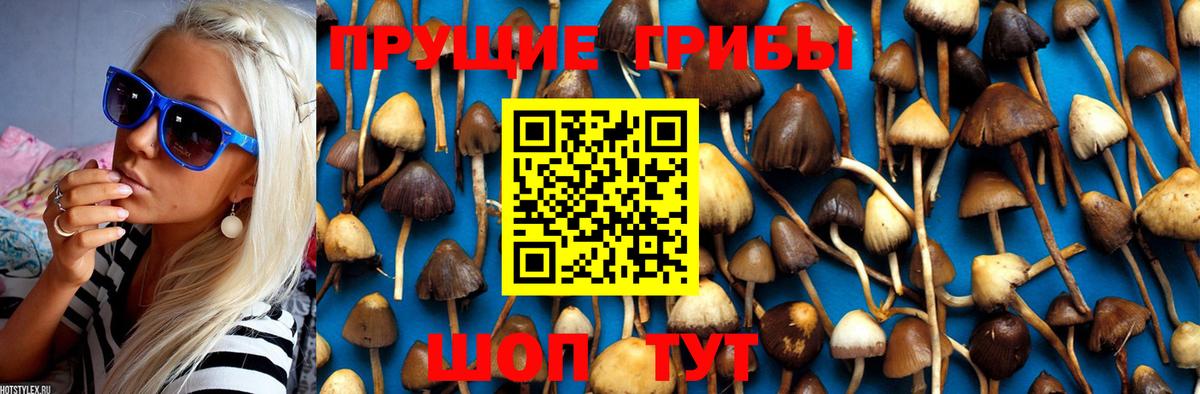Псилоцибиновые грибы Psilocybe  Вход с VPN  сколько стоит  Новосибирск 